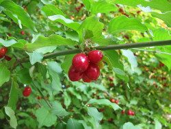 Kornelkirsche, Cornus mas, Hirlnuss, Herlitze, Dürlitze, Hartriegel, Obst, Früchte, Kirschen, Vitamin C, Gerbstoffe, gesunde Ernährung, sekundäre Pflanzenstoffe, gesund