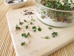 Sprossen, Sprossen Brokkoli, Brokkoli Sprossen, grüne Smoothies, Superfood, sekundäre Pflanzenstoffe, Kresse