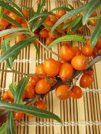 Sanddorn, Sanddornbeeren, Vitamin C, Erkältung, Erkältungsmittel, Obst, Cistus, Zink, Ingwer