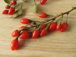 Gojibeere, Goji, Wunderbeere, Superfood, gesund, Bocksdornbeere